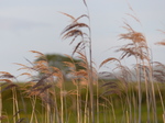 FZ018416 Reed in evening sunlight.jpg